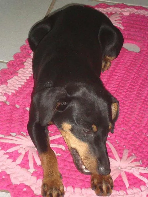 Cachorro ra a SRD idade 7 a 11 meses nome Nova CASTRADA