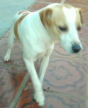 Cachorro raça SRD idade 2 anos nome Belo