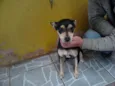 Salgadinho