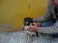 Salgadinho
