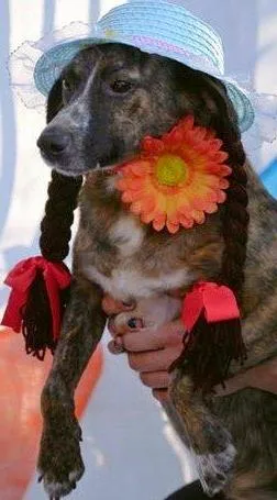 Cachorro raça SRD idade 1 ano nome SOFIA