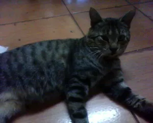 Gato raça SRD idade 6 ou mais anos nome CASTRADO