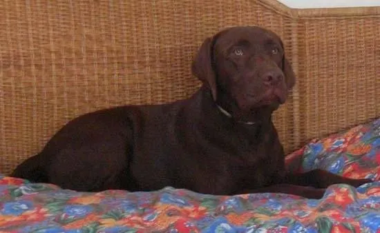Cachorro ra a Labrador idade 1 ano nome Fugiu 9/7/2011