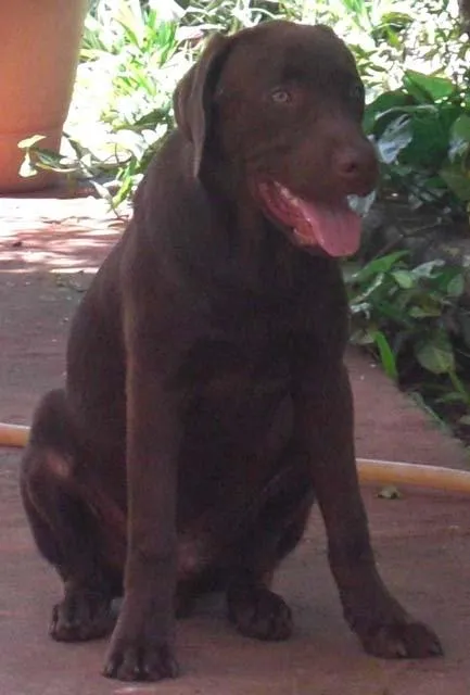 Cachorro ra a Labrador idade 1 ano nome Fugiu 9/7/2011