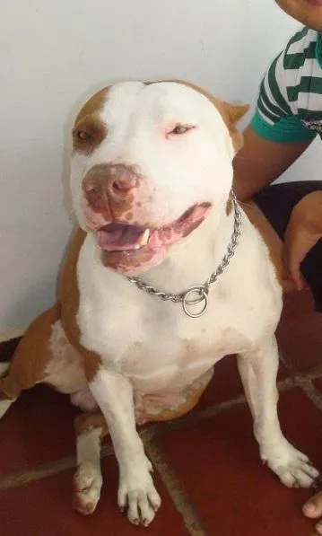 Cachorro ra a pit bull idade 6 ou mais anos nome munrah