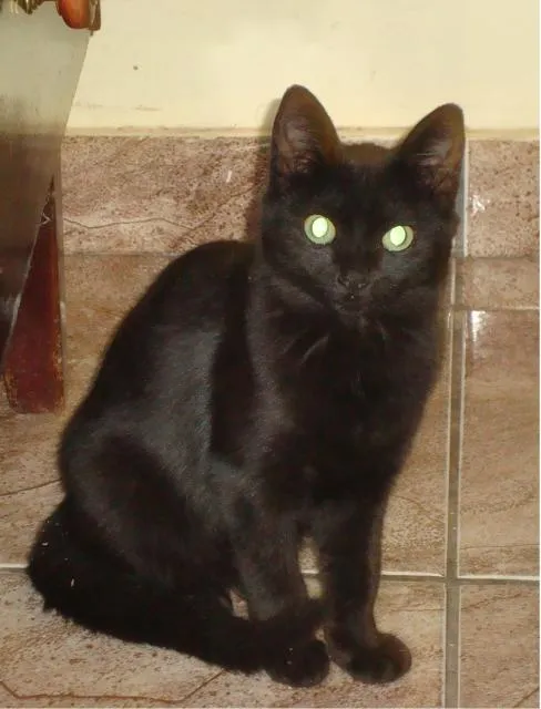 Gato ra a SRD idade 2 a 6 meses nome LInda e saudável