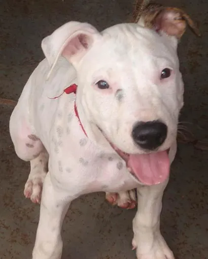 Cachorro raça Pit-Bull idade  nome Branco