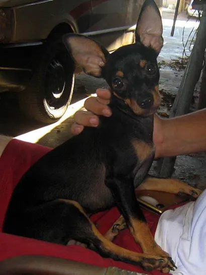 Cachorro raça SRD idade  nome Procura Alvim