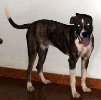 Cachorro raça SRD idade  nome Sumiu 26/7