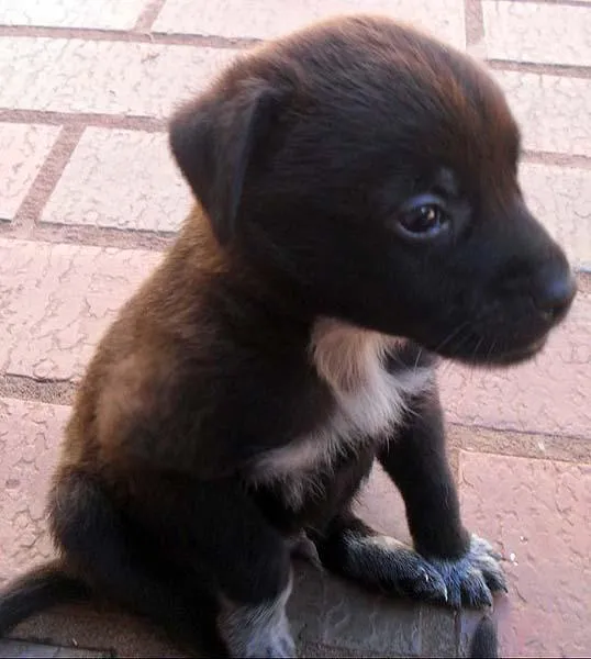 Cachorro ra a SRD idade Abaixo de 2 meses nome Vários FILHOTES