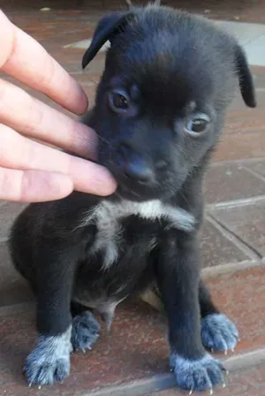 Cachorro raça SRD idade Abaixo de 2 meses nome Vários FILHOTES