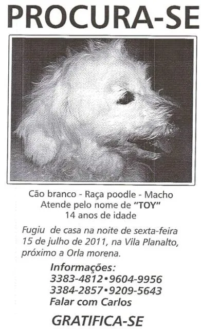 Cachorro ra a Poodle idade 6 ou mais anos nome Procura Toy GRATIFICA