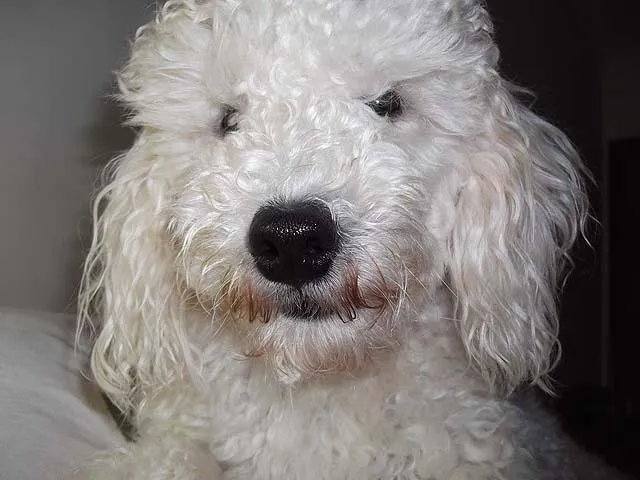 Cachorro ra a Poodle idade 1 ano nome Joshua ou Doçura GR