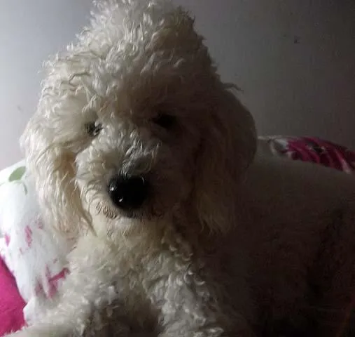 Cachorro ra a Poodle idade 1 ano nome Joshua ou Doçura GR