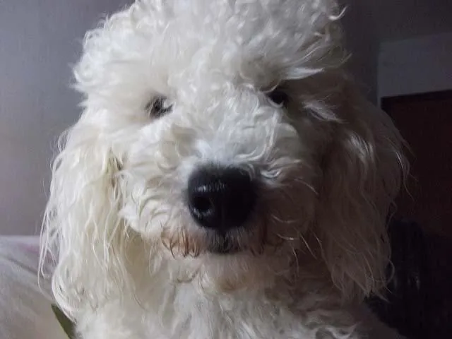 Cachorro ra a Poodle idade 1 ano nome Joshua ou Doçura GR