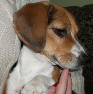 Cachorro raça Beagle idade 2 anos nome Bella