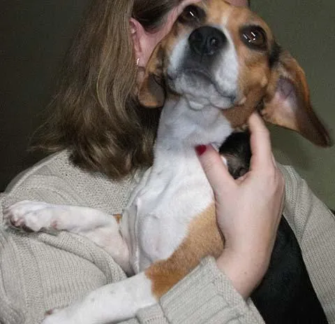 Cachorro ra a Beagle idade 2 anos nome Bella