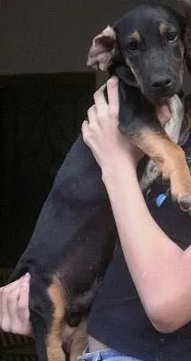 Cachorro raça Basset-Cofap idade 7 a 11 meses nome Procura Fred