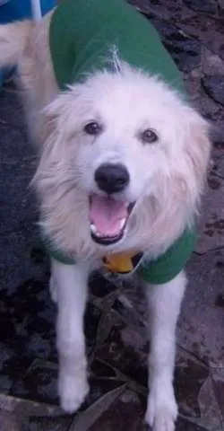 Cachorro ra a SRD idade 7 a 11 meses nome Sorriso