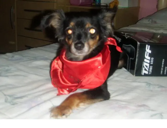 Cachorro ra a Pinscher idade 6 ou mais anos nome Lindinha GRATIFICA