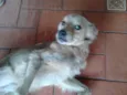 Toby