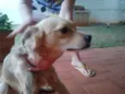 Toby