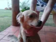 Toby