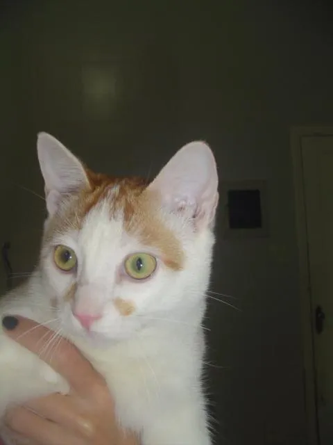Gato ra a srd idade 7 a 11 meses nome Leo