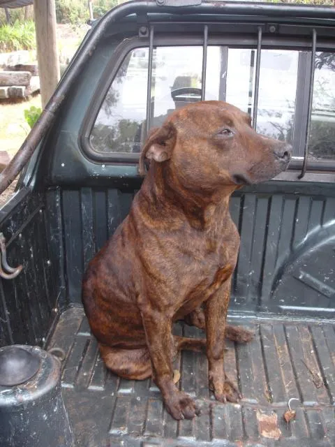 Cachorro ra a SRD idade nome Sem Nome