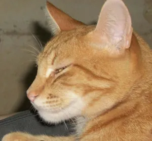 Gato raça SRD idade 2 anos nome Procura