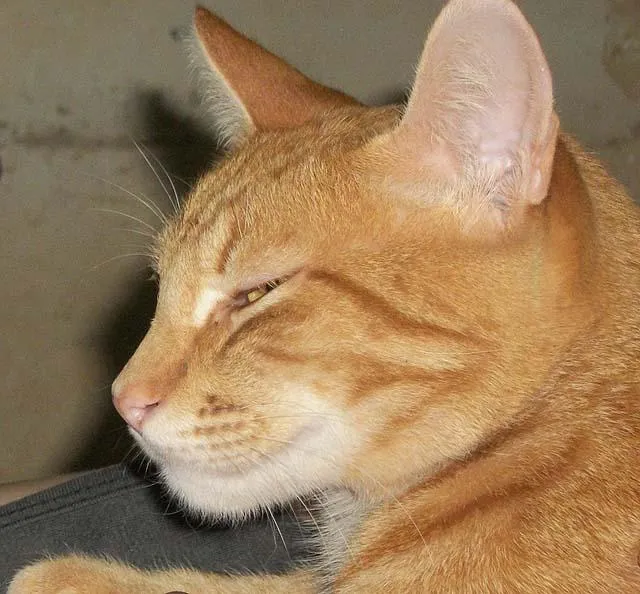Gato ra a SRD idade 2 anos nome Procura