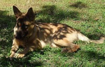 Cachorro ra a Pastor Alemão idade  nome Procura