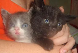 Gato raça SRD idade Abaixo de 2 meses nome Procura 2