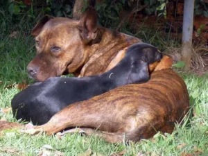 Cachorro raça Pit e Basset idade  nome Encontradas