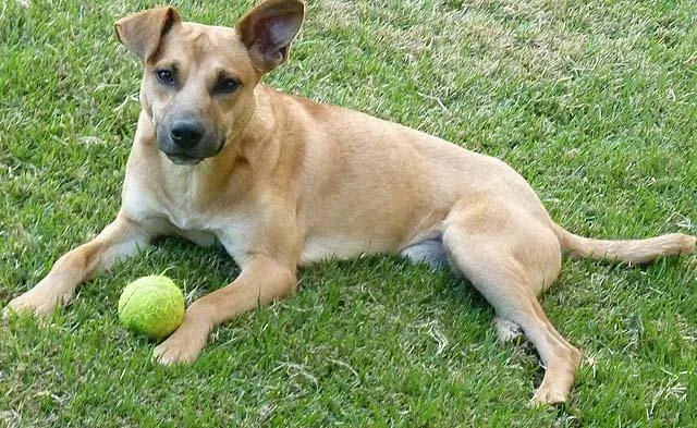 Cachorro ra a SRD idade 1 ano nome Procura Quincas