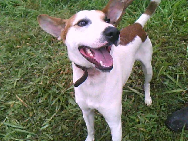 Cachorro ra a SRD idade 3 anos nome Clemente