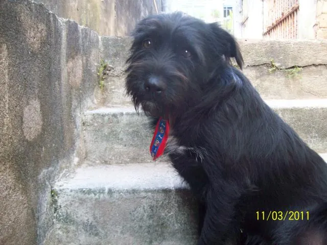 Cachorro ra a SRD idade 1 ano nome Barbucho