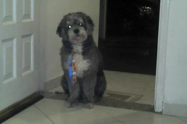 Cachorro ra a Poodle idade 1 ano nome sem nome