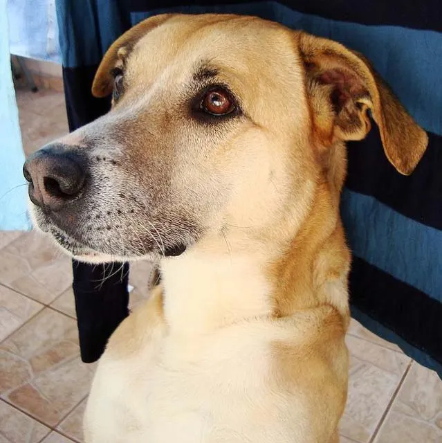 Cachorro ra a LabradorMIX idade 6 ou mais anos nome Ami