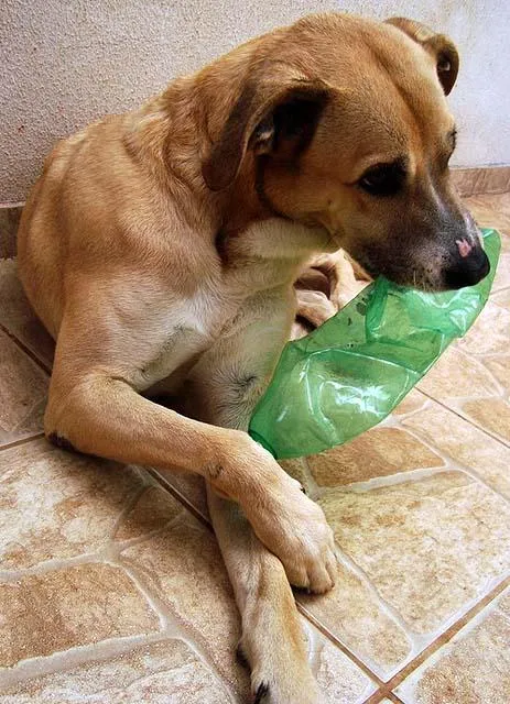 Cachorro ra a LabradorMIX idade 6 ou mais anos nome Ami