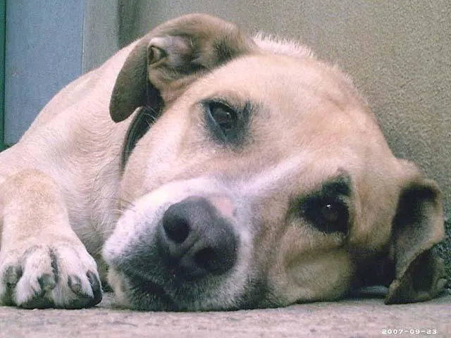 Cachorro ra a LabradorMIX idade 6 ou mais anos nome Ami