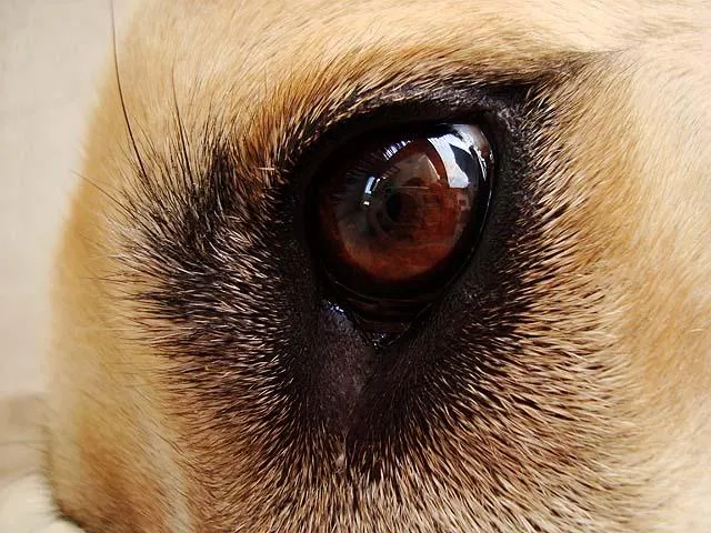 Cachorro ra a LabradorMIX idade 6 ou mais anos nome Ami