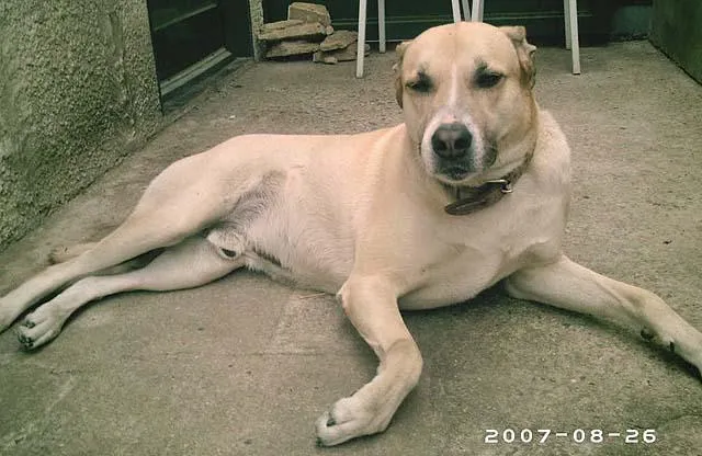Cachorro ra a LabradorMIX idade 6 ou mais anos nome Ami