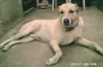 Ami