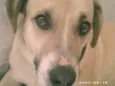Ami