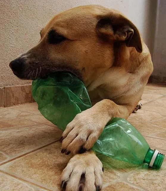 Cachorro ra a LabradorMIX idade 6 ou mais anos nome Ami