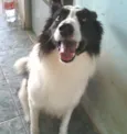 Borde Collie GRATIFICA