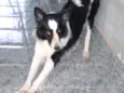 Borde Collie GRATIFICA