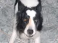 Borde Collie GRATIFICA