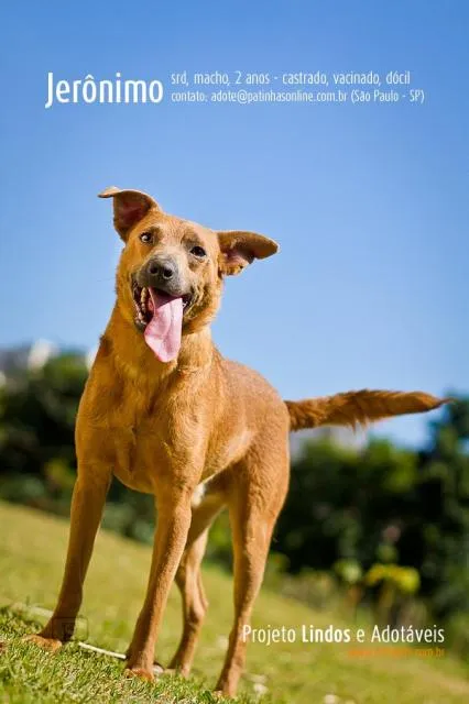 Cachorro ra a SRD idade 2 anos nome Jerônimo